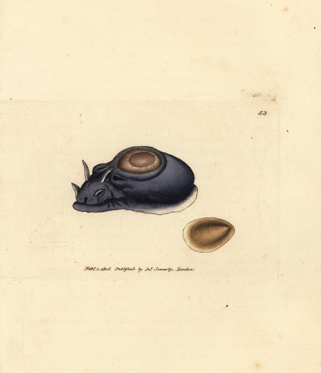 Ślimak morski lub zając morski, Aplysia punctata (Aplysia hybrida). Miedzioryt ręcznie barwiony autorstwa Jamesa Sowerby