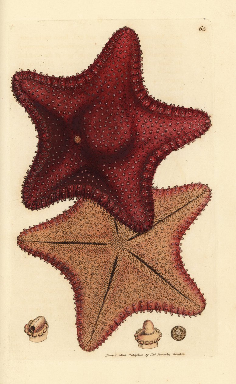 Rozgwiazda lub rozgwiazda, Hippasteria phrygiana (Asterias equestris?). Miedzioryt ręcznie barwiony autorstwa Jamesa Sowerby
