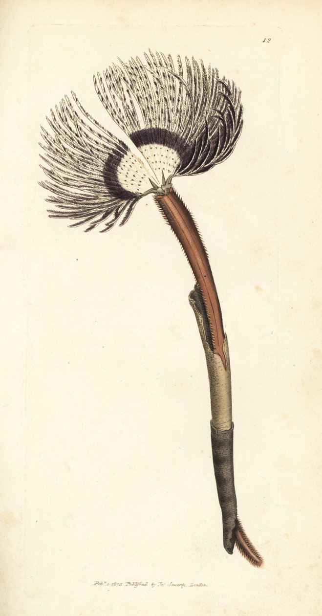 Robak morski, Amphitrite ventilabrum. Miedzioryt ręcznie barwiony autorstwa Jamesa Sowerby