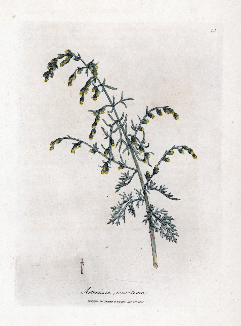 Piołun morski, Artemisia maritima. Ręcznie kolorowany miedzioryt z ilustracji botanicznej autorstwa Jamesa Sowerby
