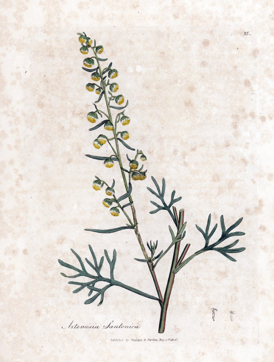 Semen contra lub semencine lub sagebrush Judee - Santonica, Artemisia cina. Ręcznie kolorowany miedzioryt z ilustracji botanicznej autorstwa Jamesa Sowerby
