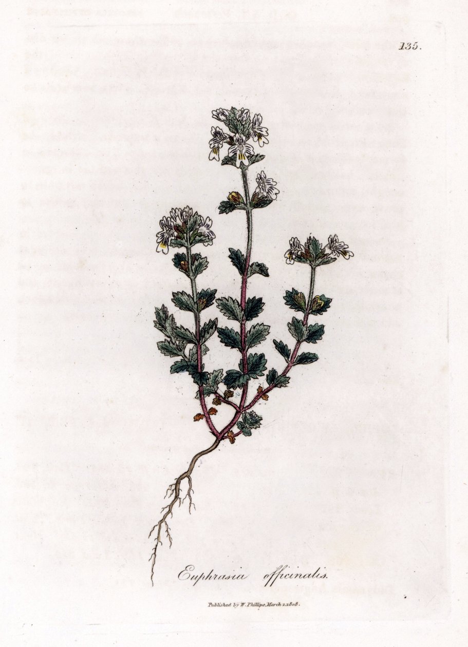 Trawa krótkowzroczna - Świetlik lekarski, Euphrasia officinalis. Ręcznie kolorowany miedzioryt z ilustracji botanicznej autorstwa Jamesa Sowerby