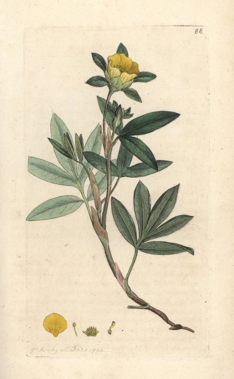 Pięciornik krzewiasty, Dasiphora fruticosa lub Potentilla fruticosa (Cinquefoil frutescente ou la cinquefoil shbustive) Ręcznie kolorowany miedzioryt według ilustracji Jamesa Sowerby