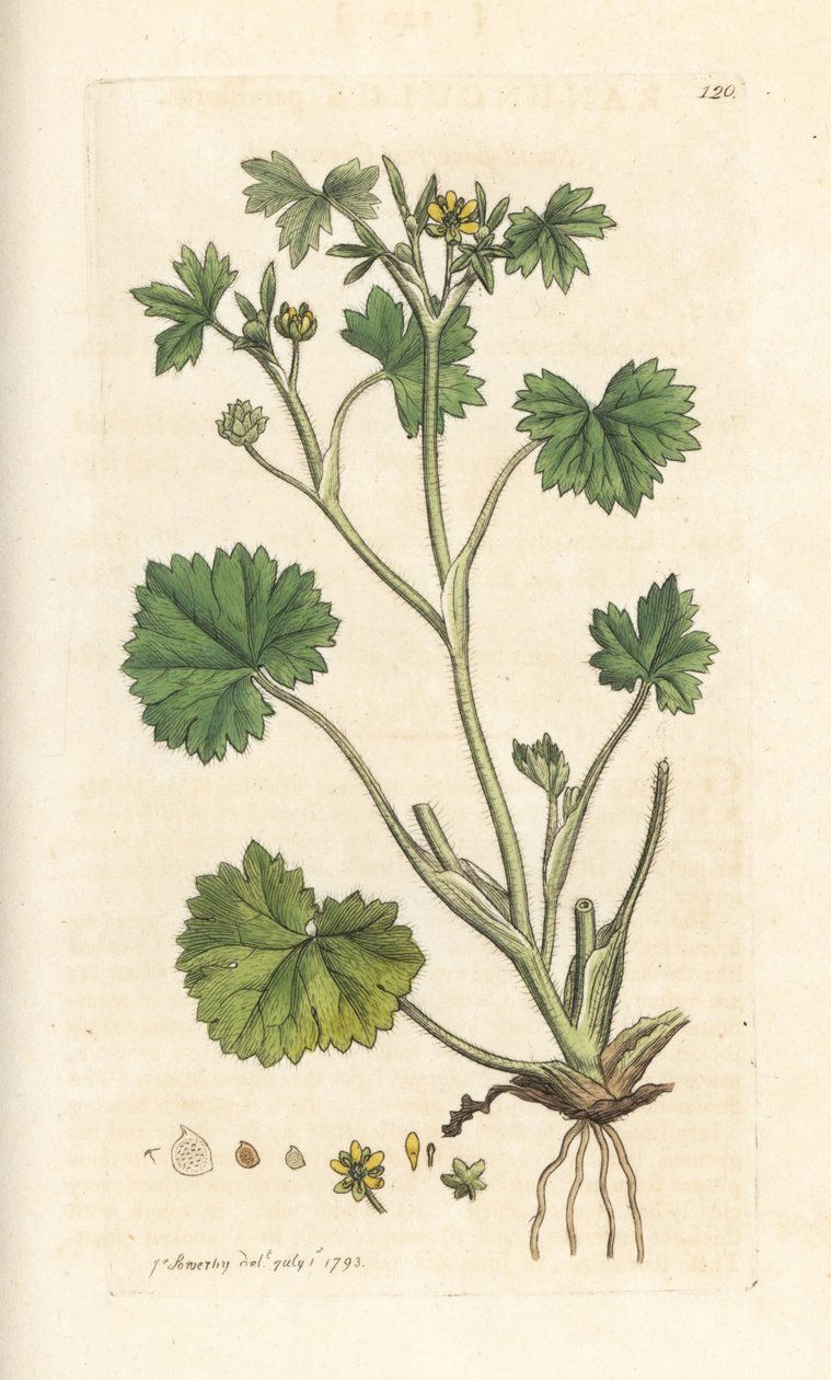 Jaskier drobnokwiatowy, Ranunculus parviflorus (jaskier) Ręcznie kolorowany miedzioryt według ilustracji Jamesa Sowerby