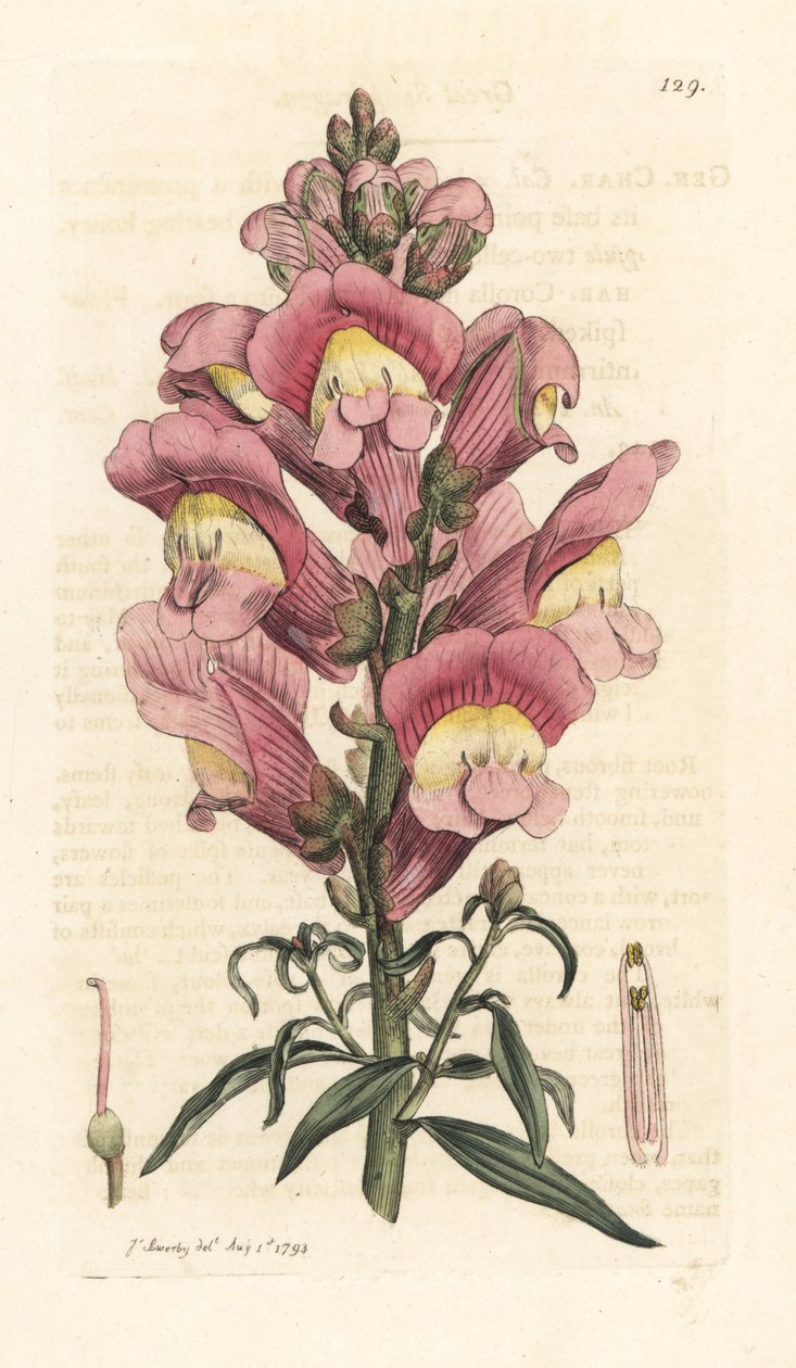 Snapdragon, Antirrhinum majus Odręczny miedzioryt według ilustracji Jamesa Sowerby