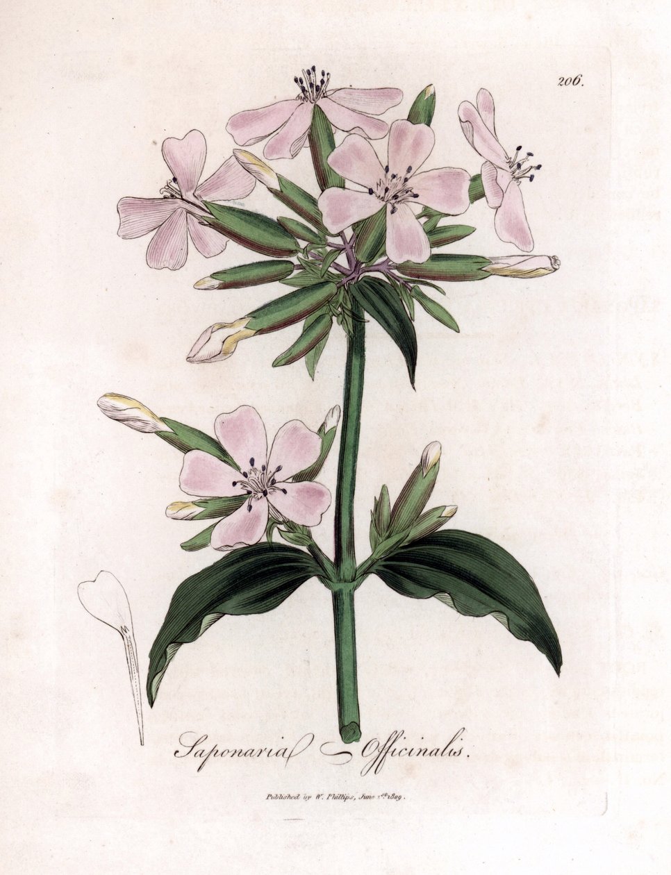 Mydlnica lekarska, Saponaria officinalis. Ręcznie kolorowany miedzioryt z ilustracji botanicznej autorstwa Jamesa Sowerby