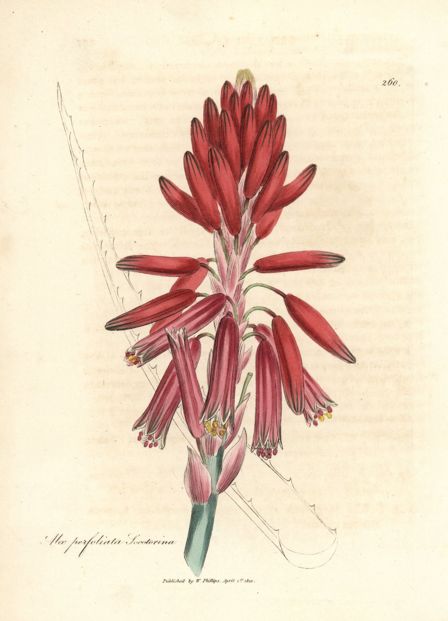 Socotorine aloes, Aloe perfoliata socotorine autorstwa James Sowerby