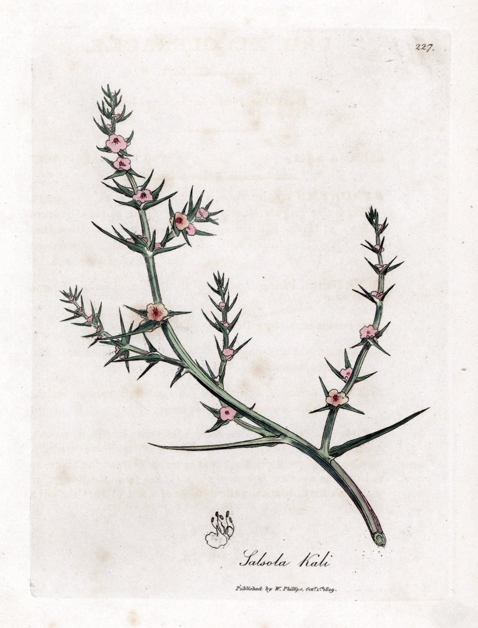 Soda brulee - Kolczasta sól, Kali turgida. Ręcznie kolorowany miedzioryt z ilustracji botanicznej autorstwa Jamesa Sowerby