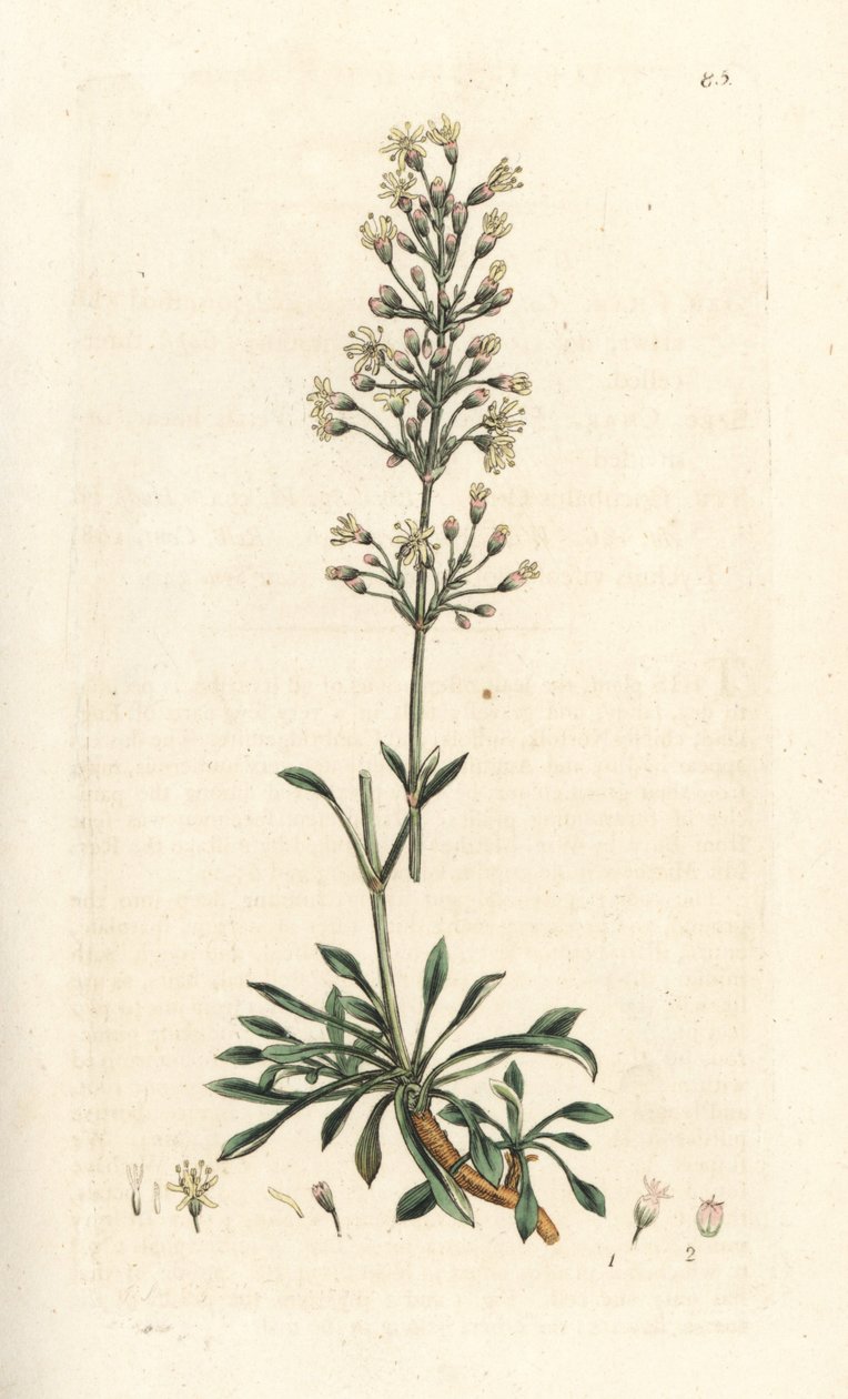 Hiszpańska mucha chwytna, Silene otites (hiszpański campion, Cucubalus otites) (silene a small leaves) Ręcznie kolorowany miedzioryt według ilustracji Jamesa Sowerby