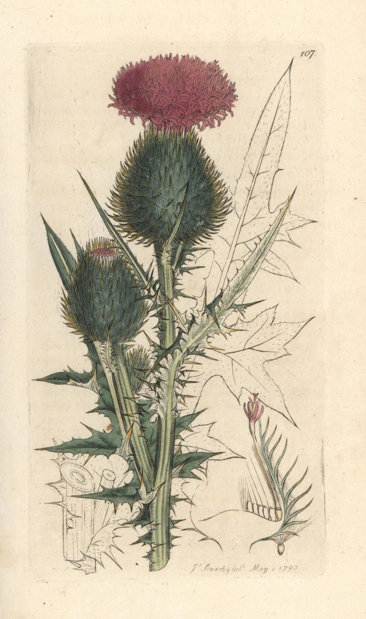 Oset włóczni, Cirsium vulgare (Carduus lanceolatus) (Cirse) Ręcznie kolorowany miedzioryt według ilustracji Jamesa Sowerby