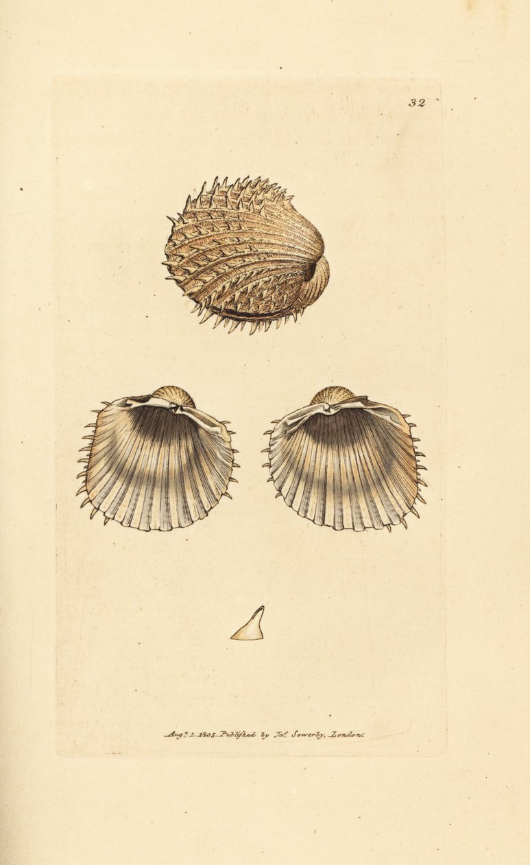 Kąkol kolczasty, Acanthocardia aculeata (Cardium spinosum). Miedzioryt ręcznie barwiony autorstwa Jamesa Sowerby