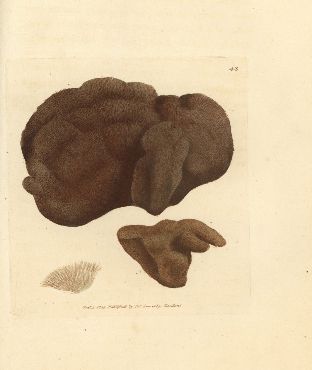 Gąbka, Spongionella pulchella (Spongia pulchella). Ręcznie kolorowany miedzioryt autorstwa Jamesa Sowerby