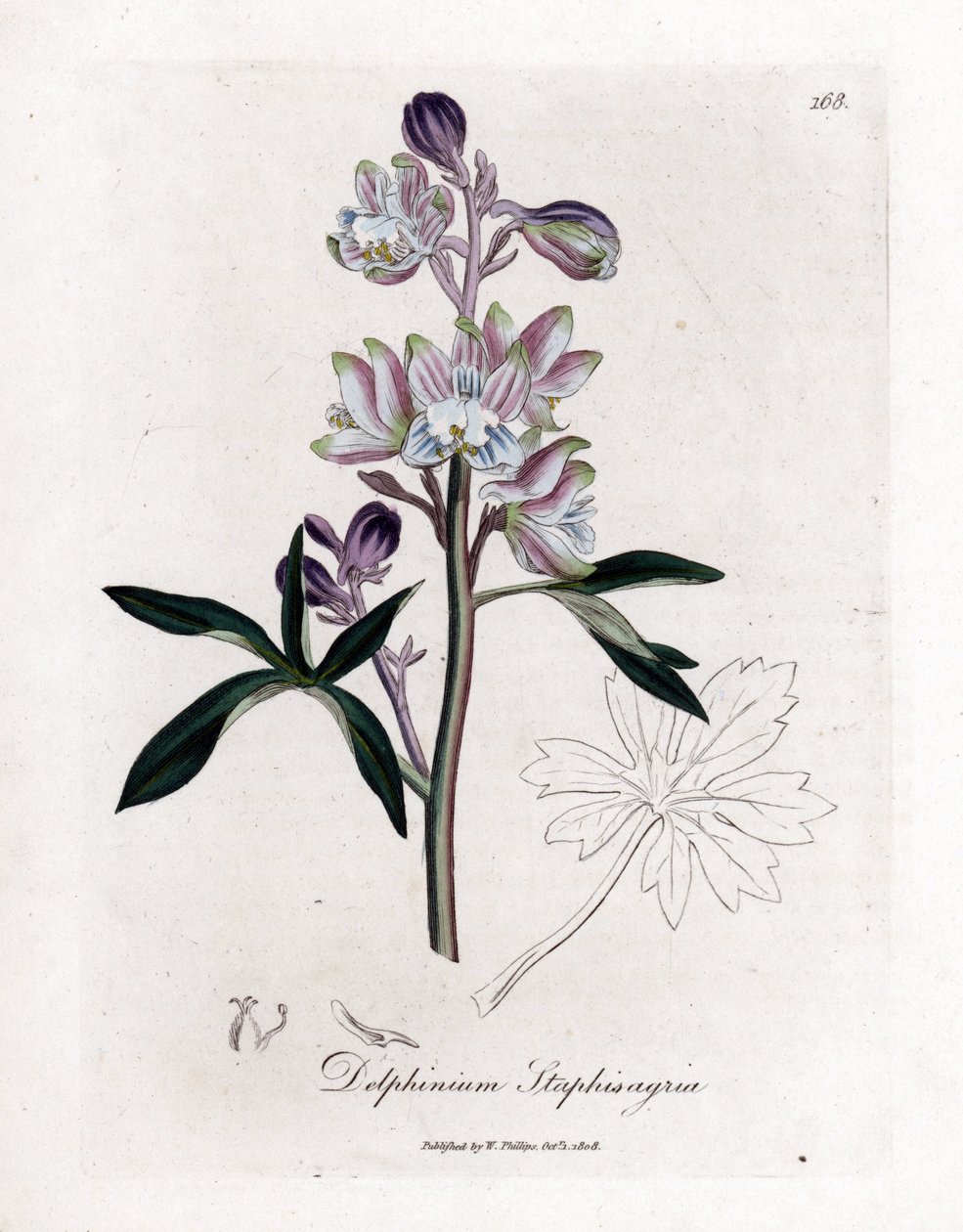 polish autorstwa James Sowerby