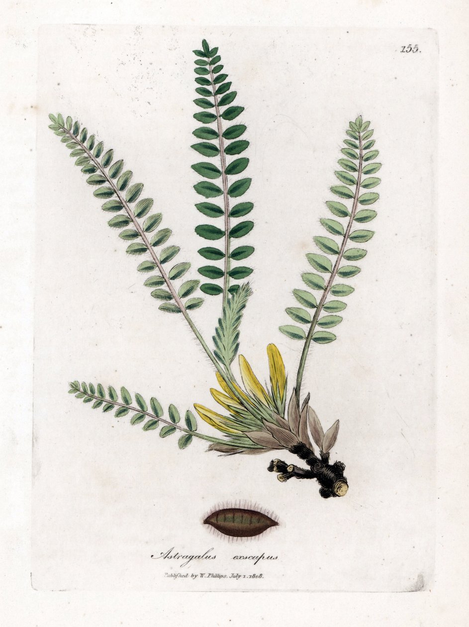 Astragalus bez łodygi - Astragalus bez łodygi, Astragalus excapus. Ręcznie kolorowany miedzioryt z ilustracji botanicznej autorstwa Jamesa Sowerby
