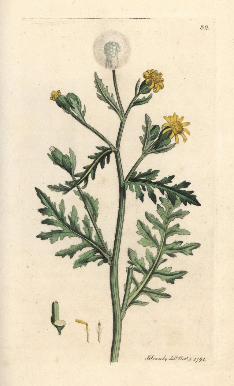 Śmierdzący lub lepki świstak, Senecio viscosus (lepki senekon) Ręcznie kolorowany miedzioryt według ilustracji Jamesa Sowerby