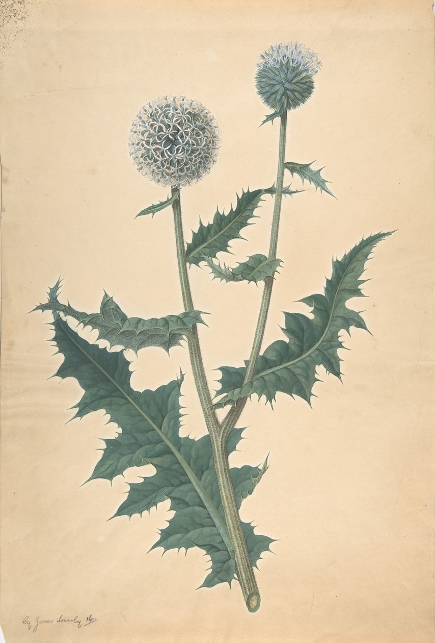 Studium ostu przed 1822 r. autorstwa James Sowerby