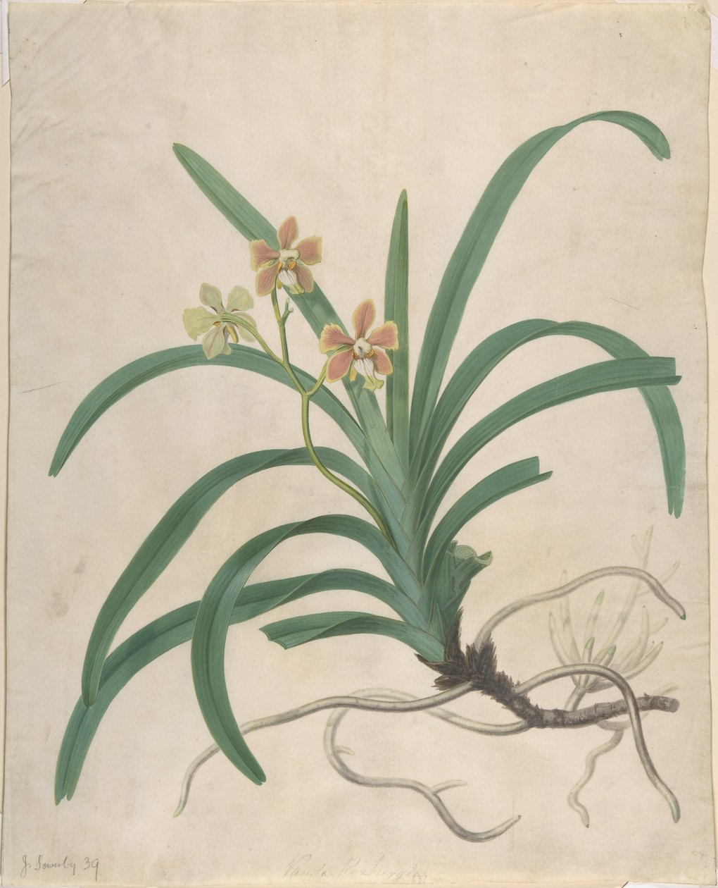 Studium orchidei „Vanda Roxburgia” autorstwa James Sowerby