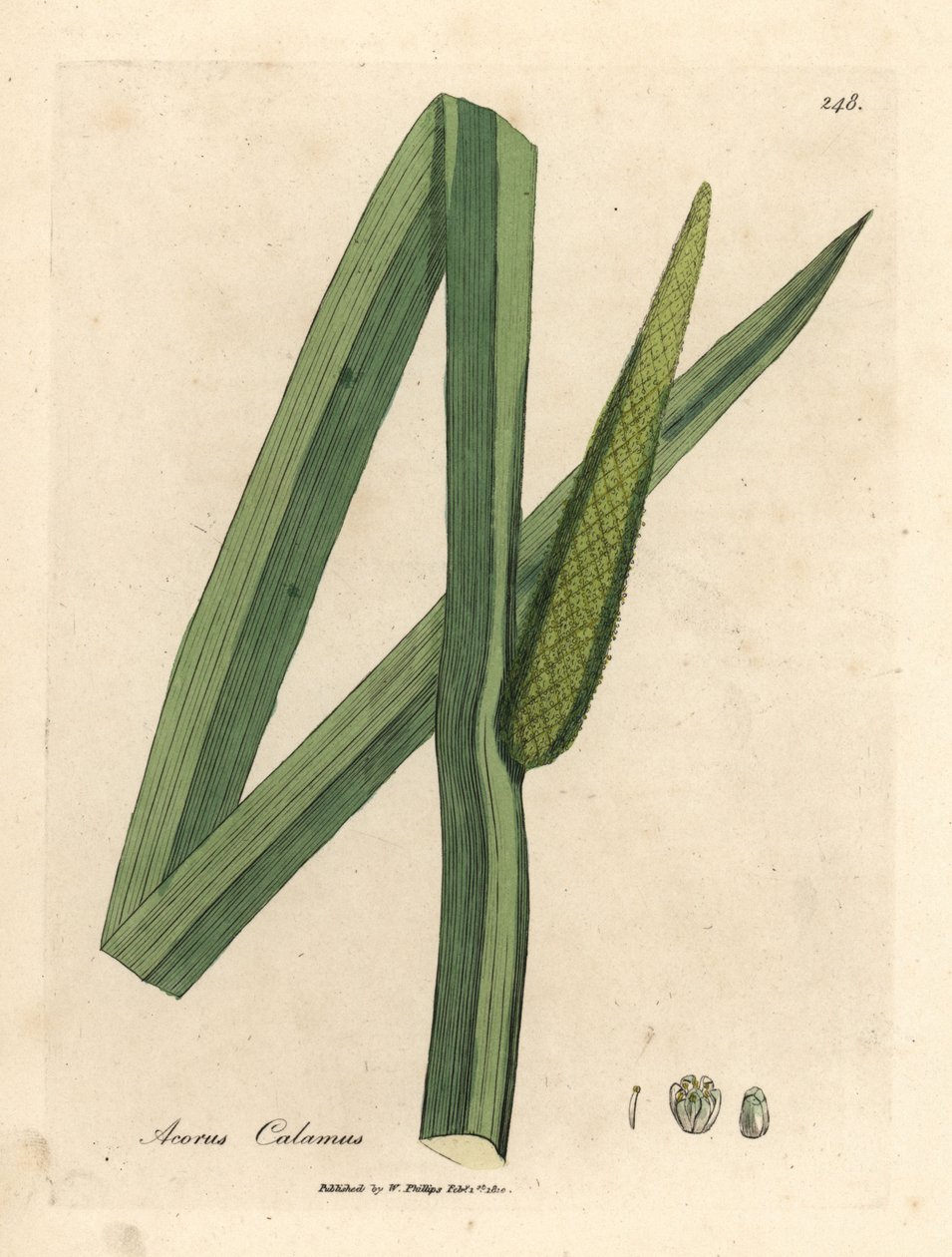 Słodka flaga, długopis Acorus autorstwa James Sowerby