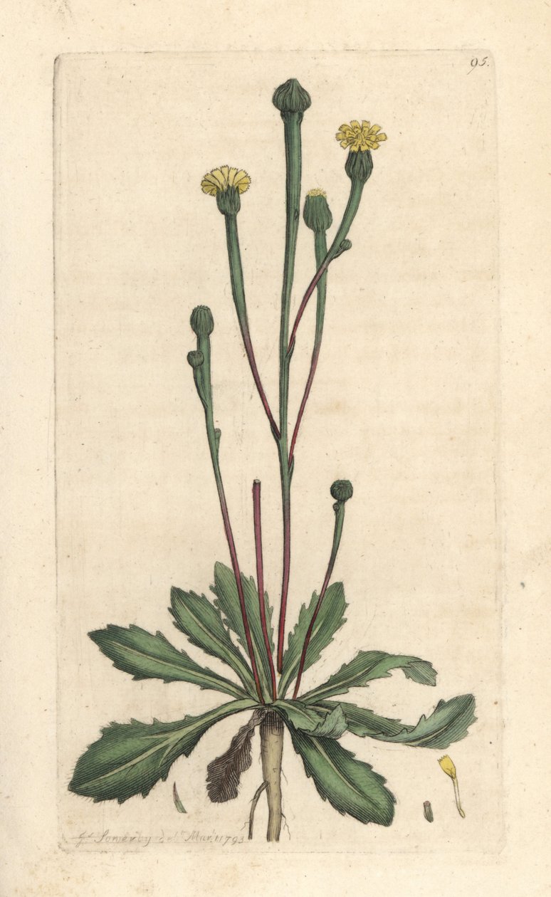 Succory swin, Arnoseris minima (Hyoseris minima). Miedzioryt ręcznie kolorowany według ilustracji autorstwa Jamesa Sowerby