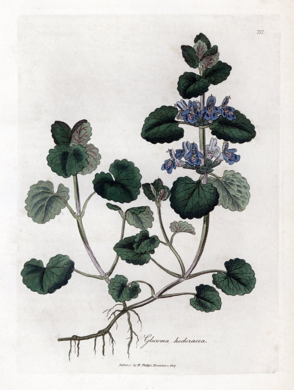Bluszcz naziemny - bluszcz pospolity, Glecoma hederacea. Ręcznie kolorowany miedzioryt z ilustracji botanicznej autorstwa Jamesa Sowerby