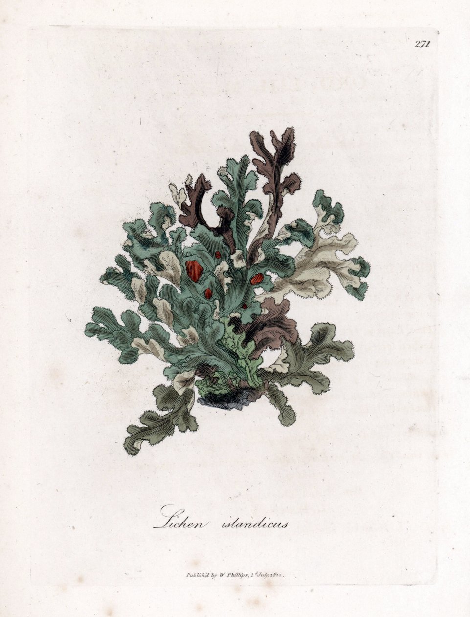Thallus lub islandzki mech - porost Eryngo, Lichen islandicus. Ręcznie kolorowany miedzioryt z ilustracji botanicznej autorstwa Jamesa Sowerby