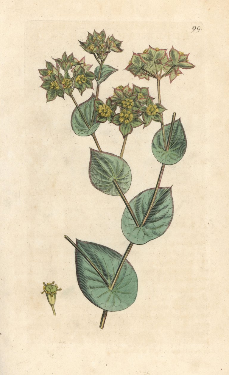 Wosk do rzucania, Bupleurum rotundifolium. Miedzioryt ręcznie kolorowany według ilustracji autorstwa Jamesa Sowerby