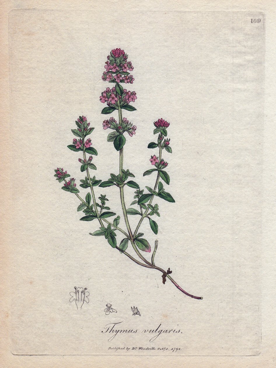 Tymianek (Thymus vulgaris). Miedzioryt ręcznie kolorowany na podstawie ilustracji autorstwa Jamesa Sowerby