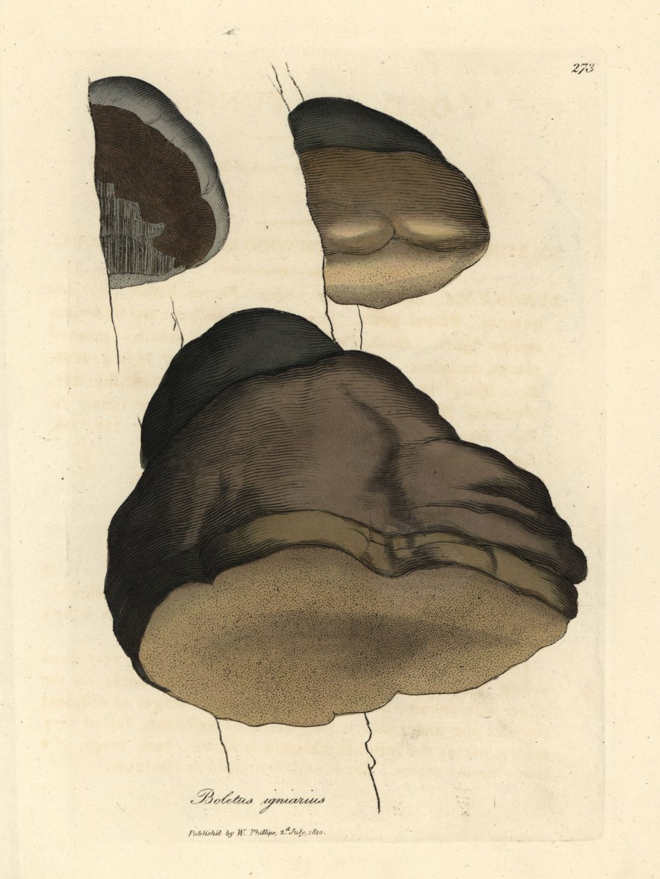Borowik lub grzyb agarowy, Boletus igniarius autorstwa James Sowerby
