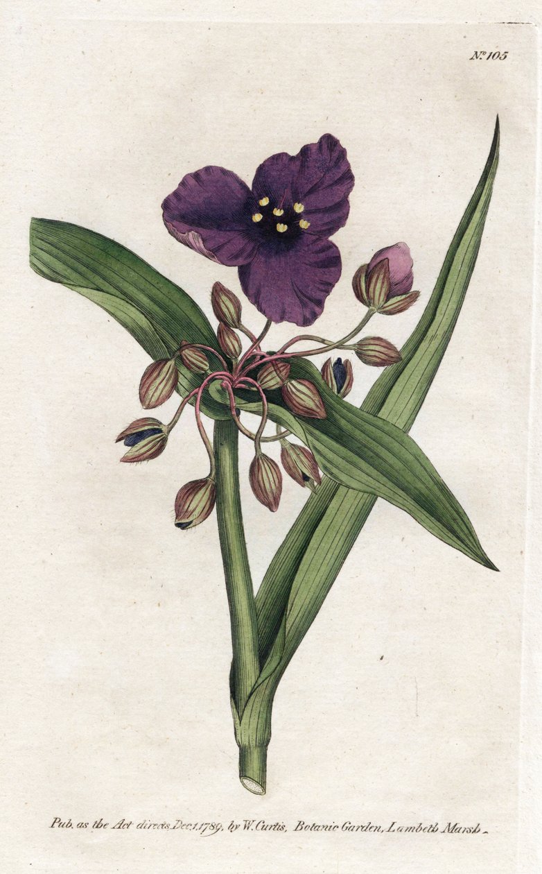 Tradescantia ou setcreasee - litografia Jamesa Sowerby