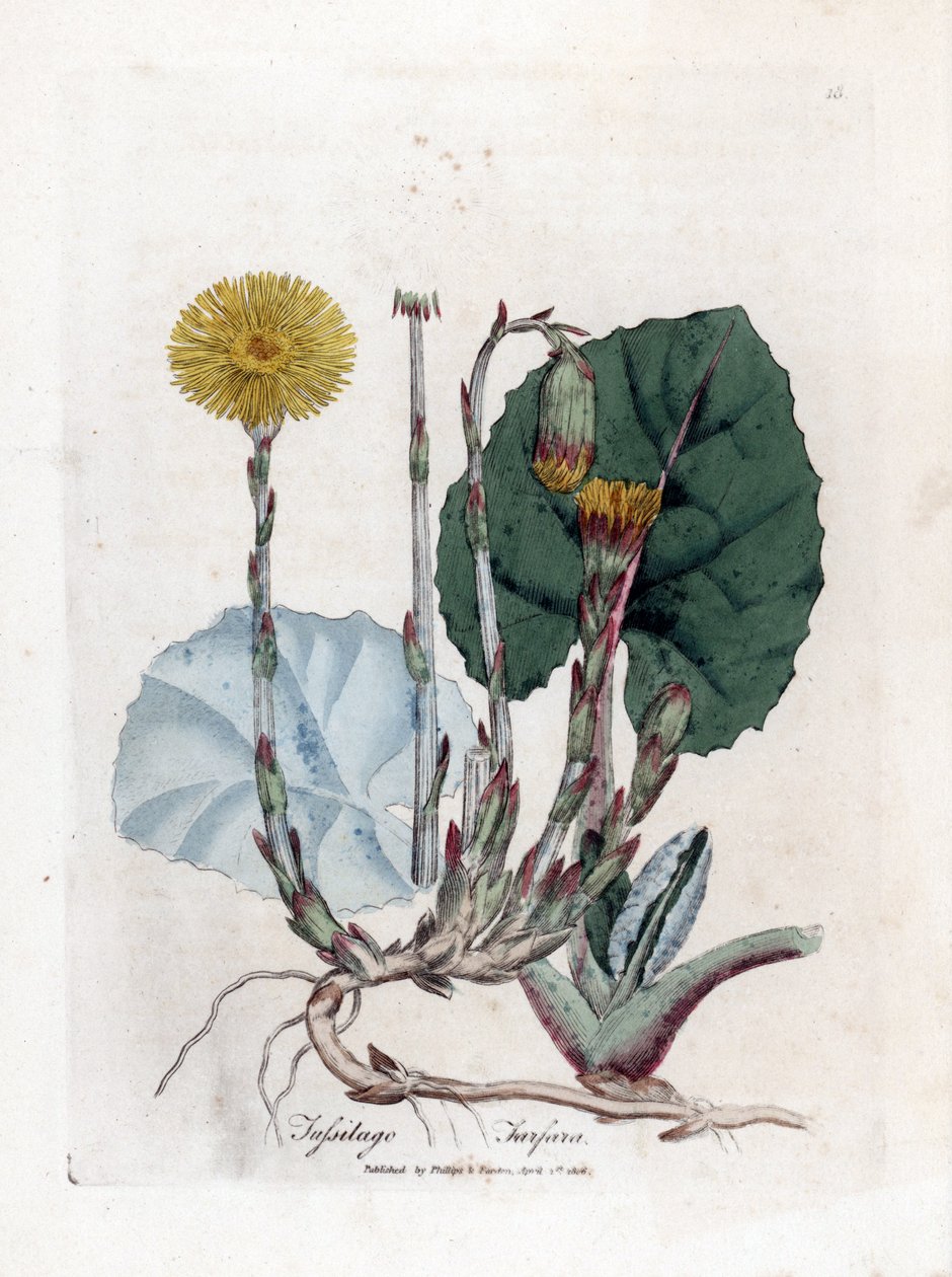 Tuslage czy nie osioł - Coltsfoot, Tussilago fara. Ręcznie kolorowany miedzioryt z ilustracji botanicznej autorstwa Jamesa Sowerby