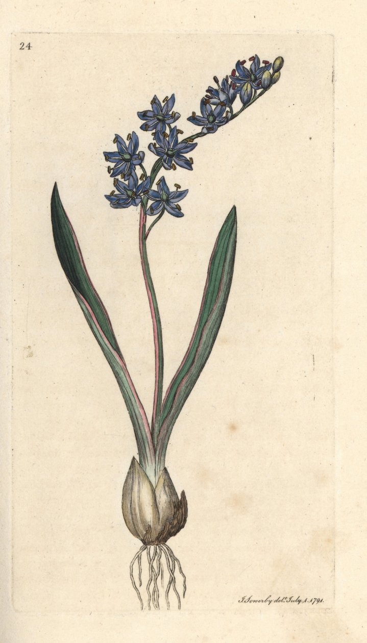 Cebulica dwulistna, Scilla bifolia Odręczny miedzioryt według ilustracji Jamesa Sowerby