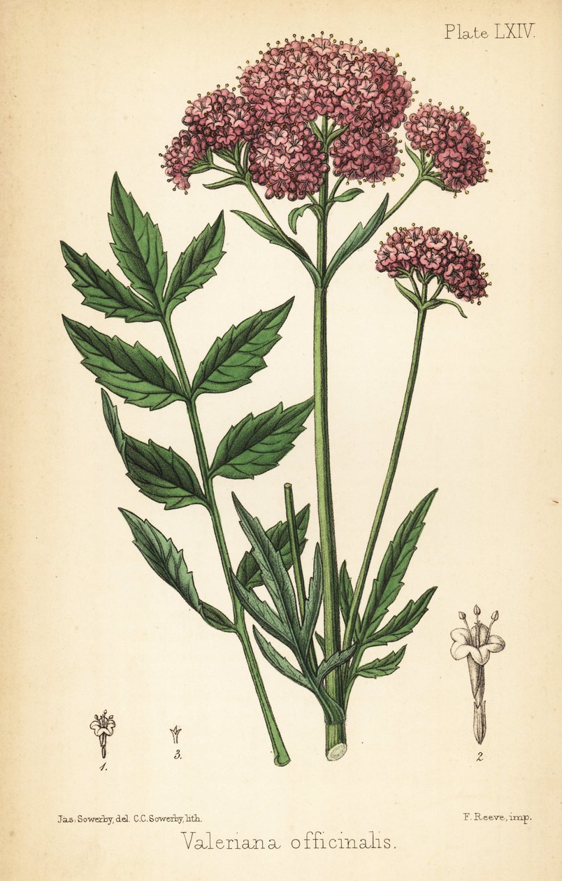 Valeriana, Valeriana officinalis. Litografia colorida à mão por Charlotte Caroline Sowerby após uma ilustração de James Sowerby da Flora Homeopática de Edward Hamilton, Bailliere, Londonpolish autorstwa James Sowerby
