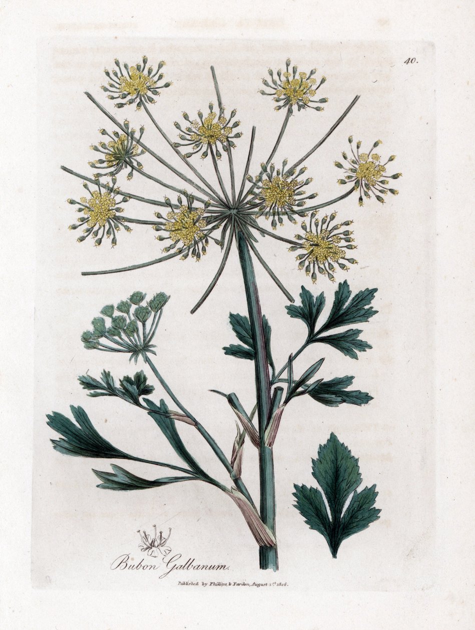 Odmiana baldaszkowata produkująca gumę żywiczną - Bubon lubczyk liściasty, Bubon galbanum. Ręcznie kolorowany miedzioryt z ilustracji botanicznej autorstwa Jamesa Sowerby