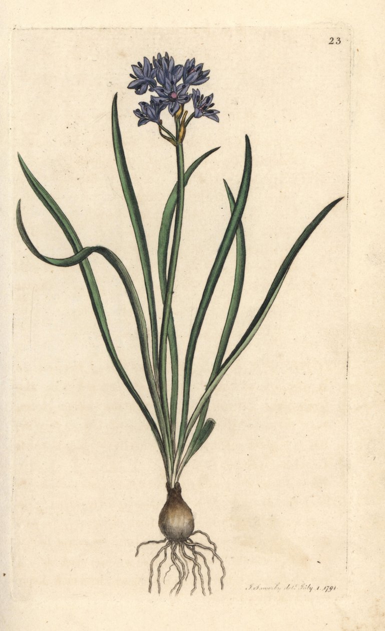 Cebulica wiosenna lub wiosenna, Scilla verna (Spring Scille) Ręcznie kolorowany miedzioryt według ilustracji Jamesa Sowerby