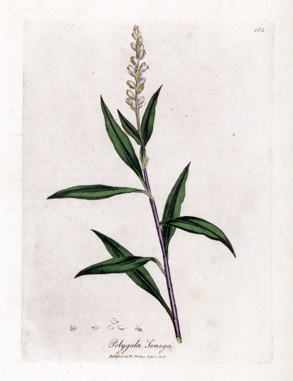 Virginia polygale lub trawa mleczna - Senega, Polygala senega. Ręcznie kolorowany miedzioryt z ilustracji botanicznej autorstwa Jamesa Sowerby