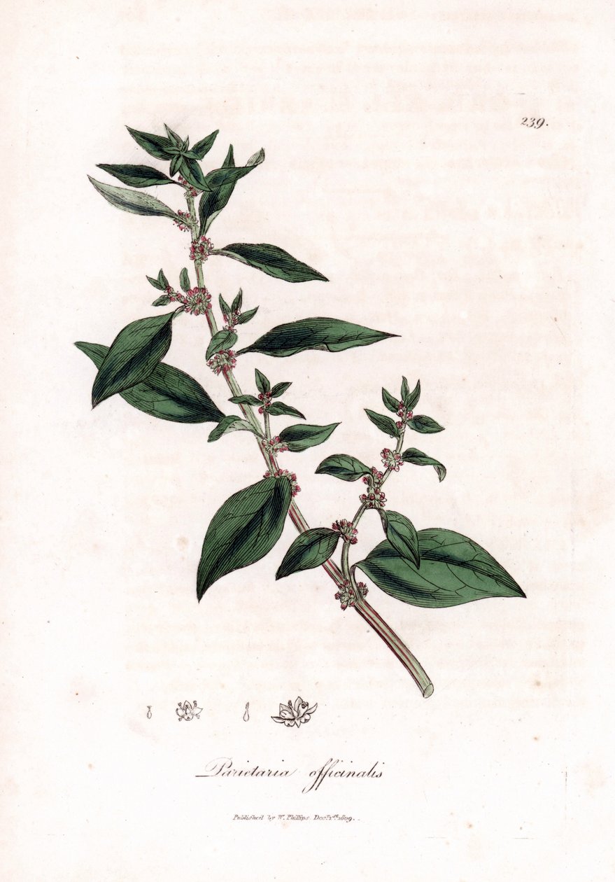 Pellitory ścienne, Parietaria officinalis. Ręcznie kolorowany miedzioryt z ilustracji botanicznej autorstwa Jamesa Sowerby