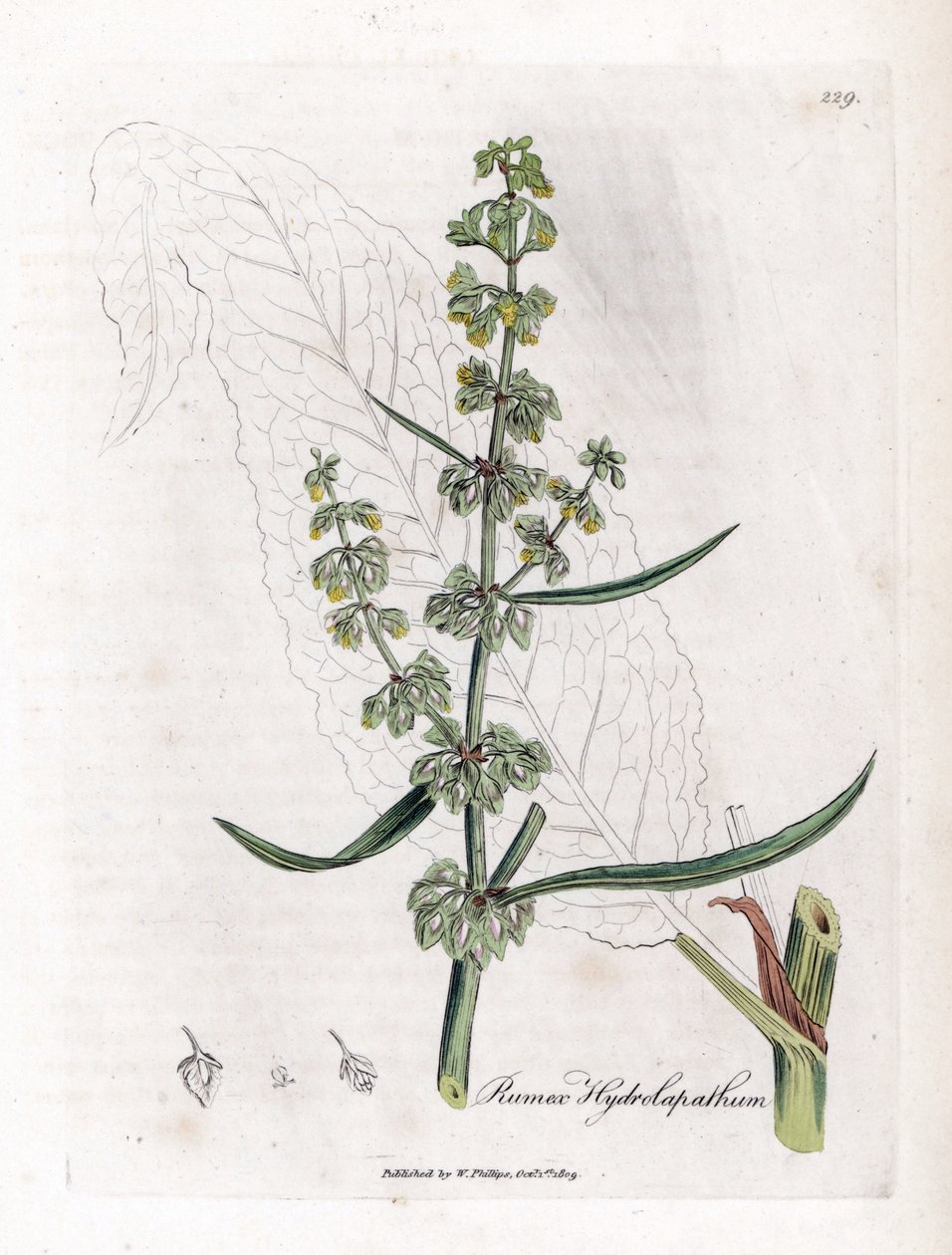 Cierpliwość wodna lub Cierpliwość wodna - Wielki dok wodny, Rumex hydrolapathum. Ręcznie kolorowany miedzioryt z ilustracji botanicznej autorstwa Jamesa Sowerby