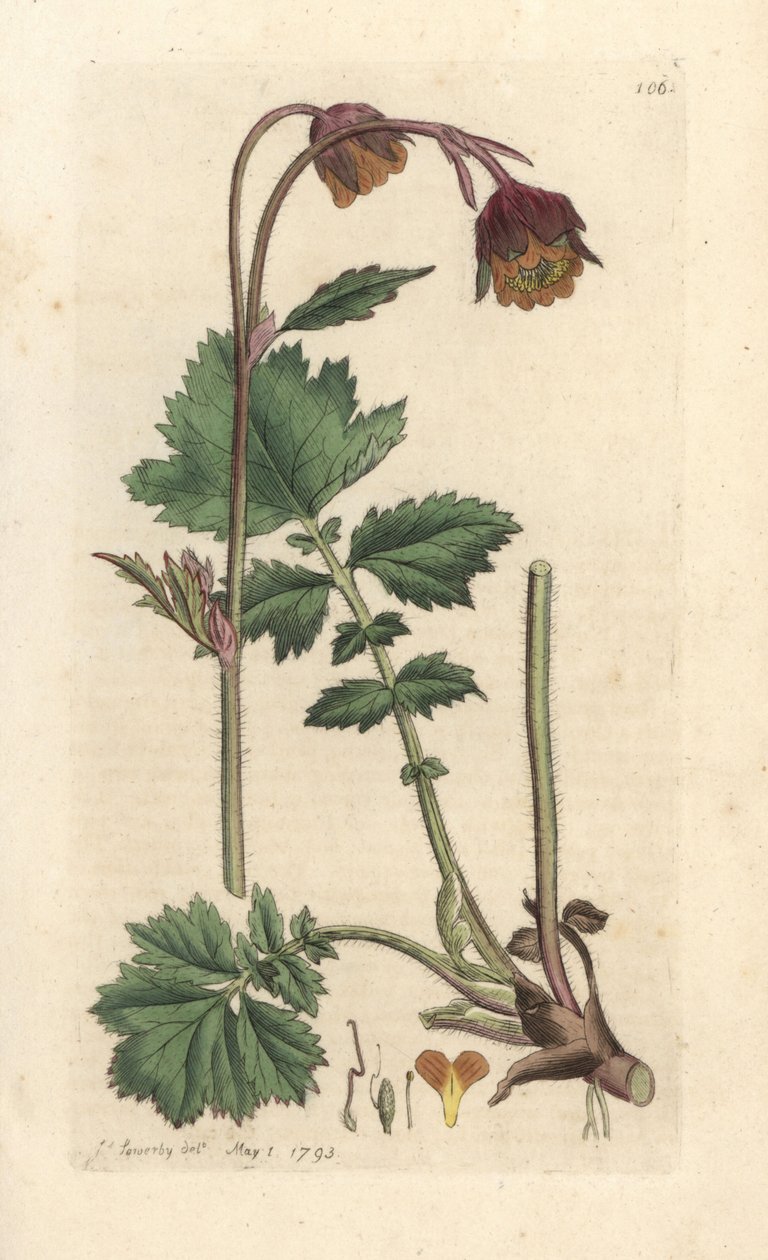 Kruki wodne, Geum rywale Odręczny miedzioryt według ilustracji Jamesa Sowerby