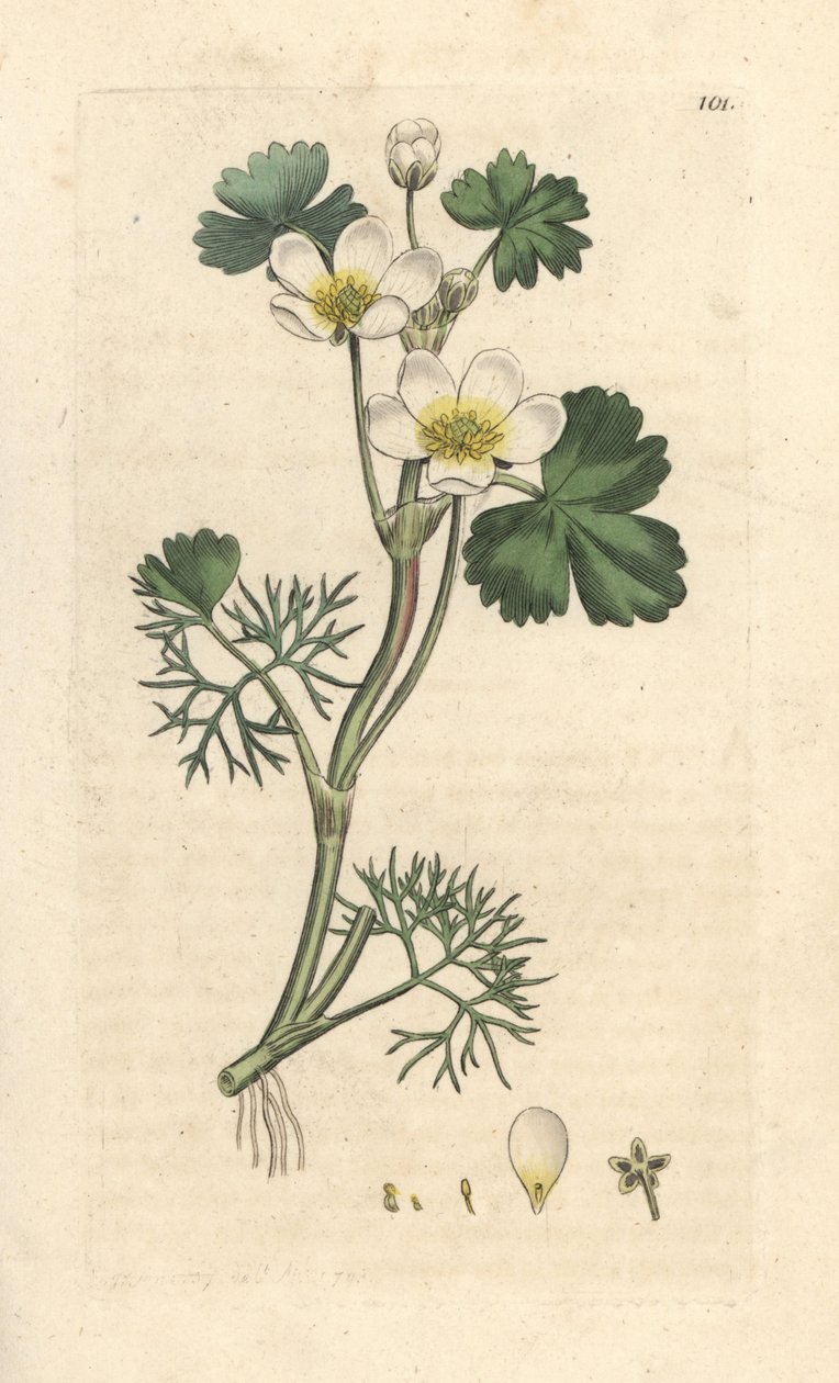 Wrośnica wodna, Ranunculus aquatilis (Aquatic Buttercup) Ręcznie kolorowany miedzioryt według ilustracji Jamesa Sowerby