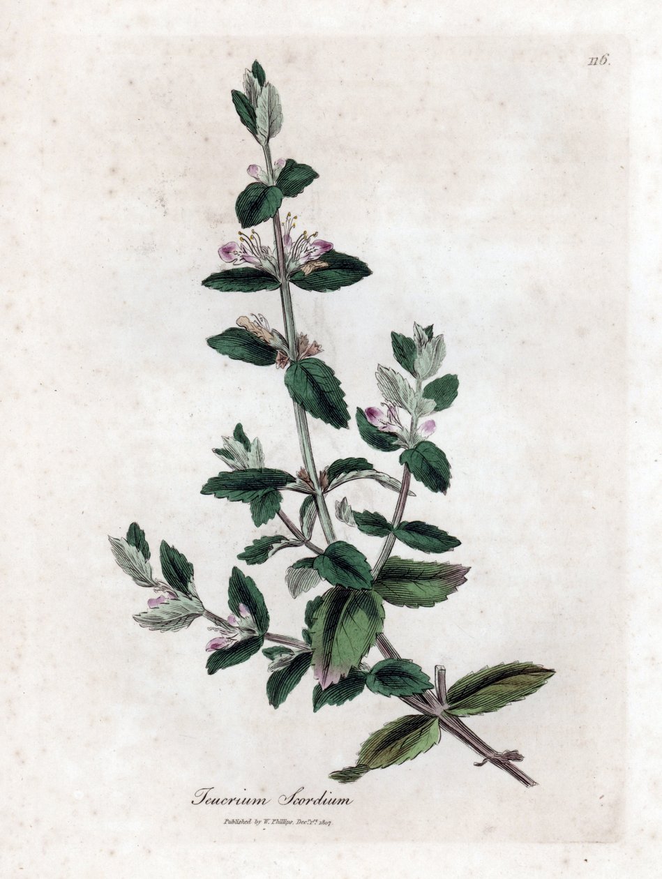 Wodny germandree - Wodny germander, Teucrium scordium. Ręcznie kolorowany miedzioryt z ilustracji botanicznej autorstwa Jamesa Sowerby