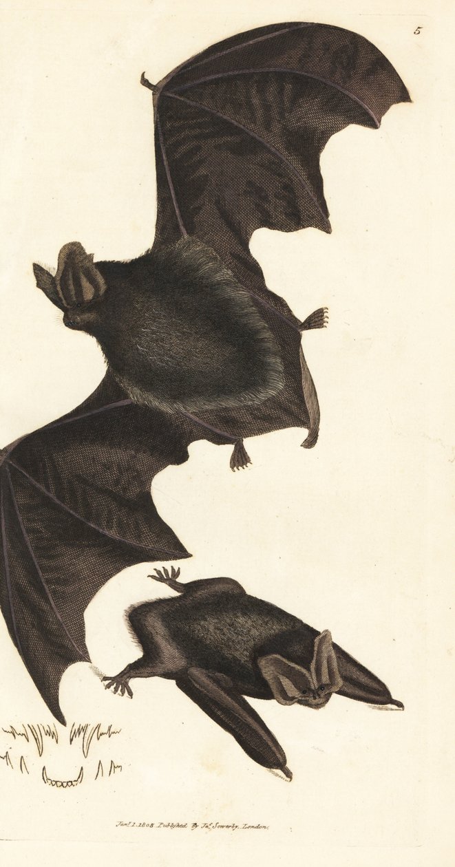 Barbastelle zachodni, Barbastella barbastellus barbastellus (Vespertilio barbastellus). Miedzioryt ręcznie barwiony autorstwa Jamesa Sowerby