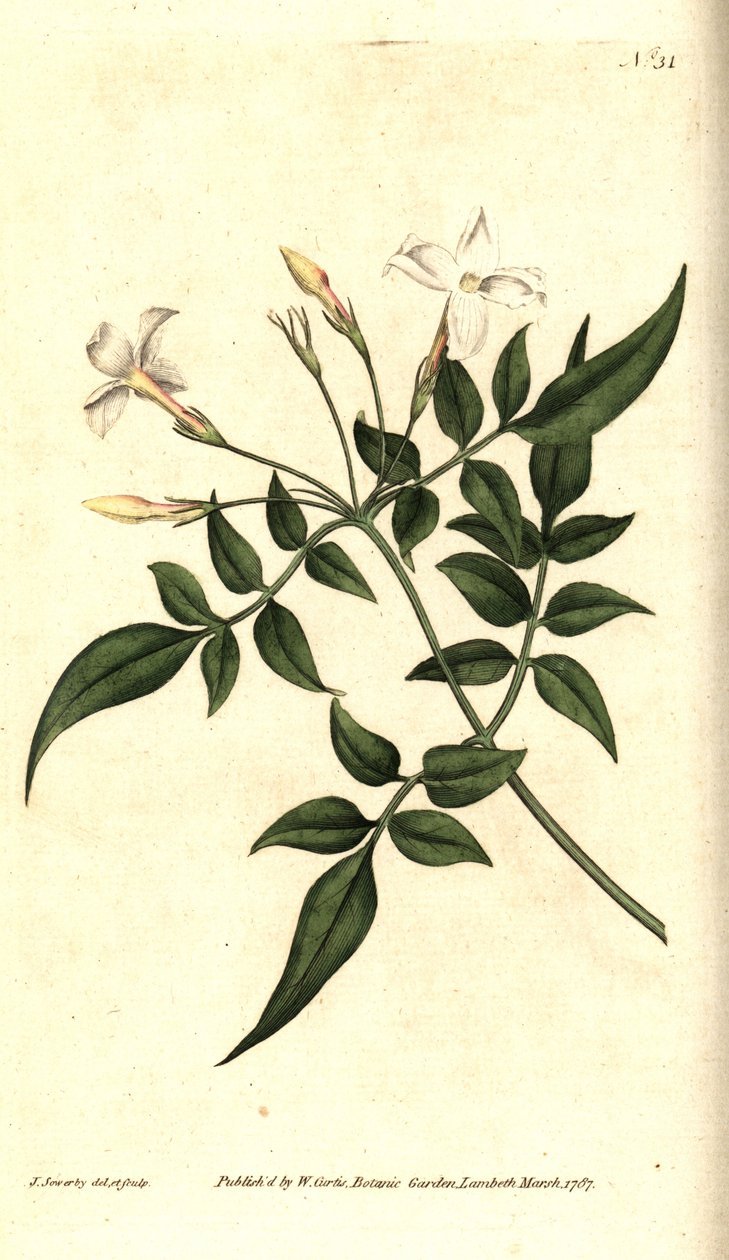 White Jasmine (lub Jasmine officinale) - Jaśmin pospolity lub Jessamine, Jasminum officinale. Ręcznie grawerowany miedzioryt i ilustracja botaniczna autorstwa Jamesa Sowerby
