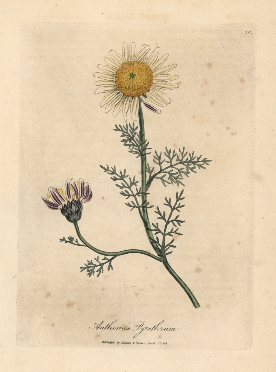 Biały i żółty rumianek hiszpański, Anthemis pyrethrum autorstwa James Sowerby