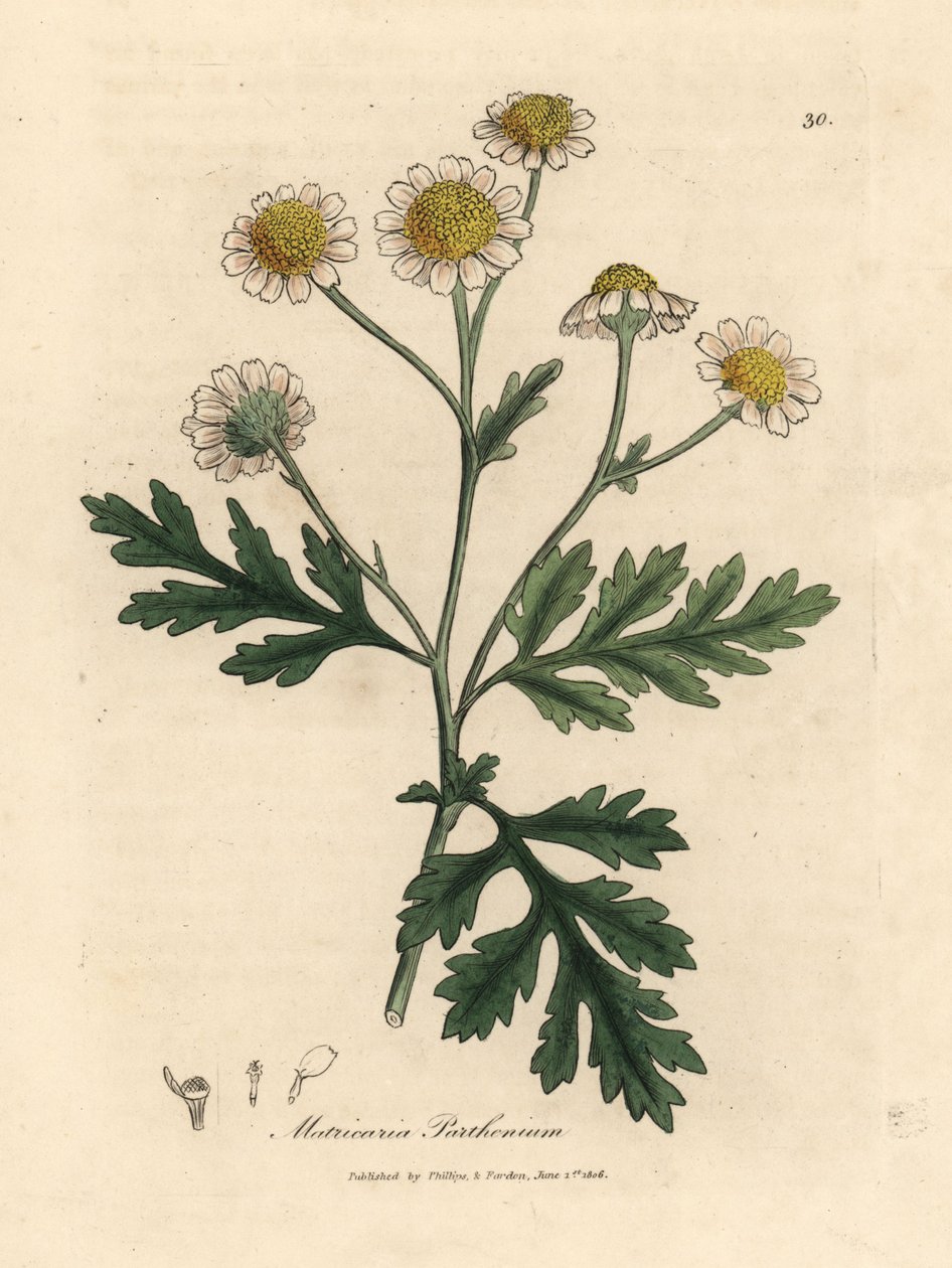 Matricaria parthenium o białych i żółtych kwiatach autorstwa James Sowerby