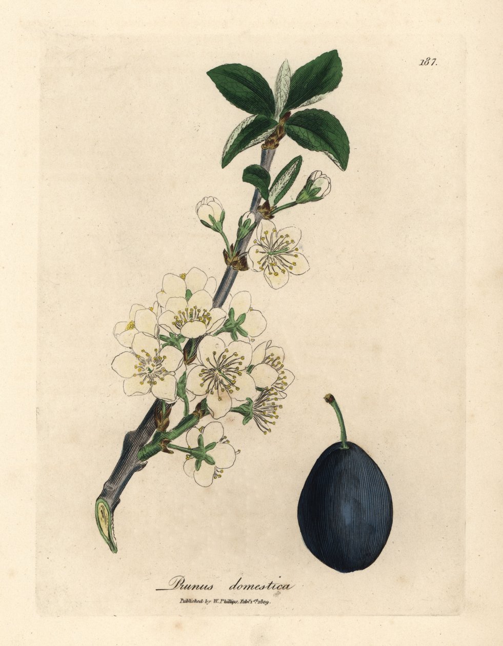 Biały kwiat i owoc śliwki lub suszonej śliwki, Prunus domestica autorstwa James Sowerby