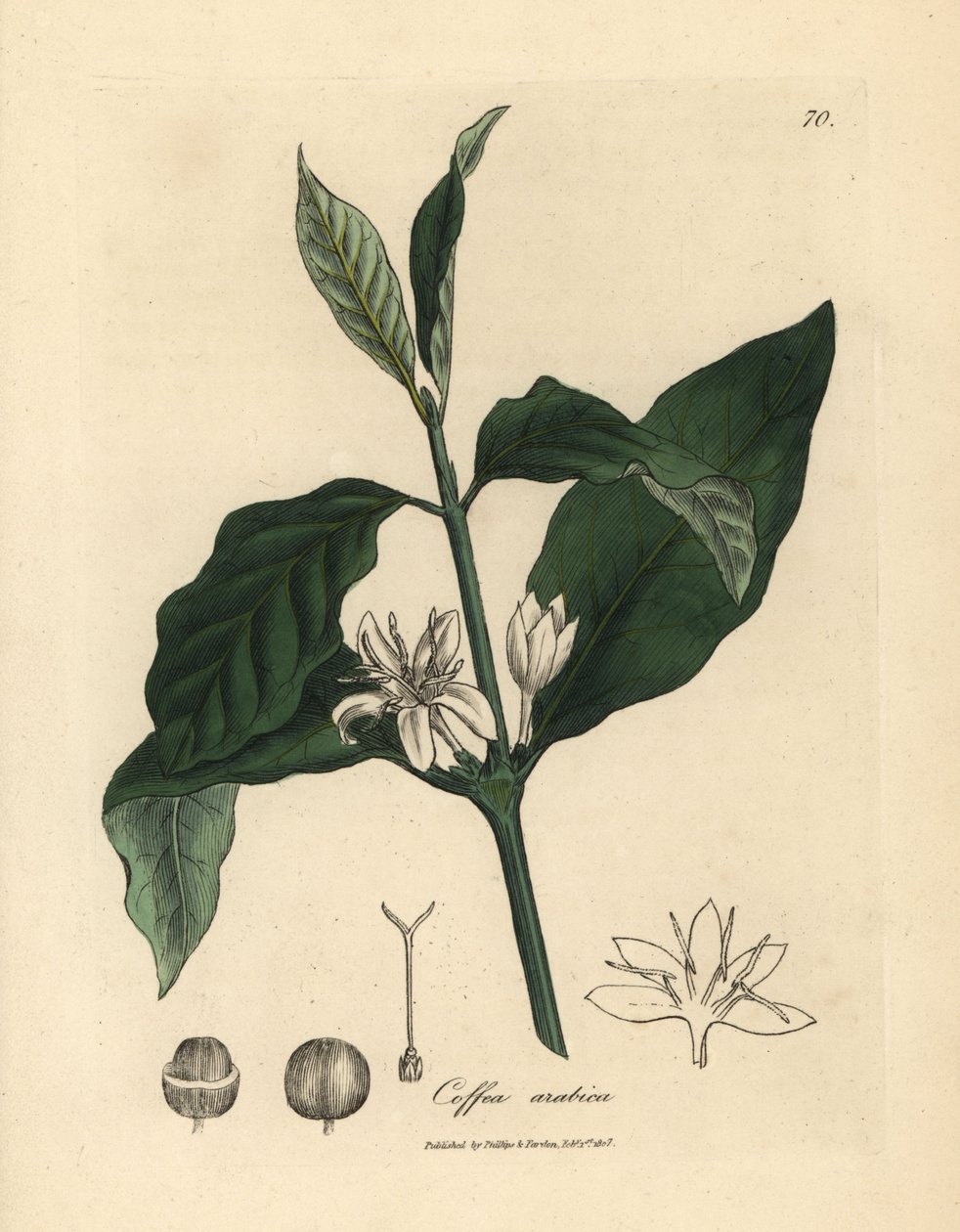 Biały kwiat, liście i fasola rośliny kawy, Coffea arabica autorstwa James Sowerby