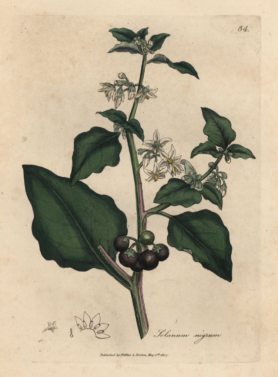 Biało kwitnąca, czarna jagoda, psiankowata ogrodowa, Solanum nigrum autorstwa James Sowerby