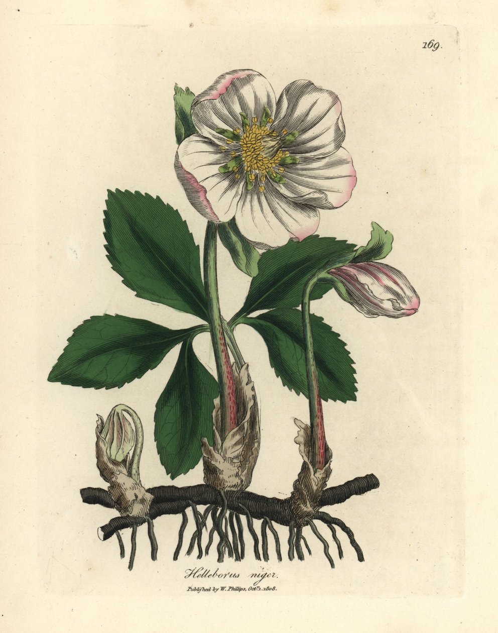 Czarny ciemiernik o białych kwiatach lub róża bożonarodzeniowa, Helleborus niger autorstwa James Sowerby