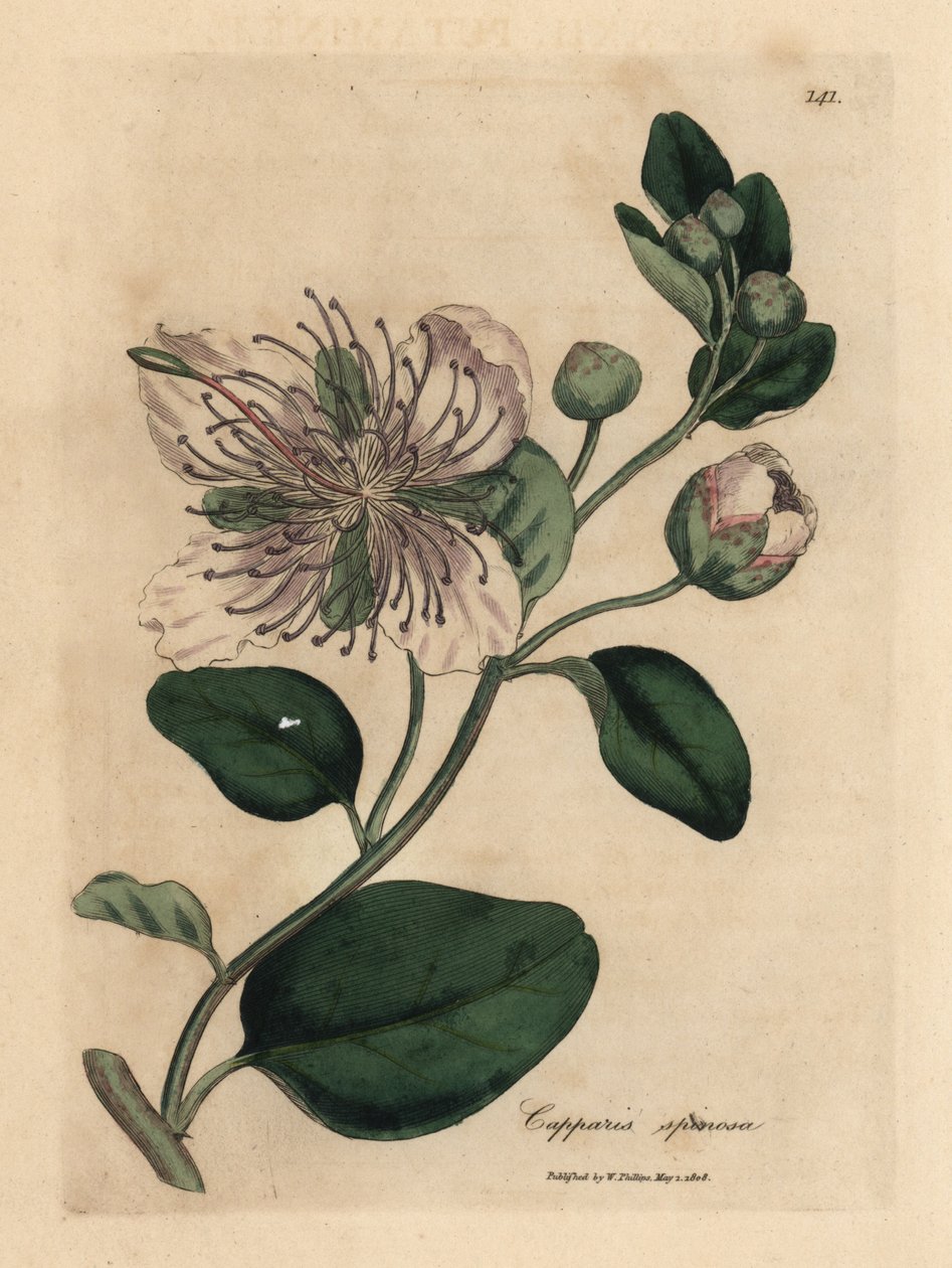 Kapar o białych kwiatach, Capparis spinosa autorstwa James Sowerby