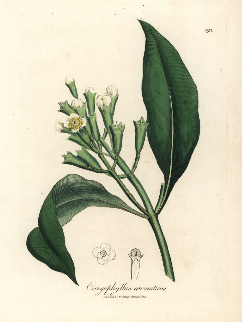 Drzewo przyprawowe o białych kwiatach, Caryophyllus aromaticus autorstwa James Sowerby